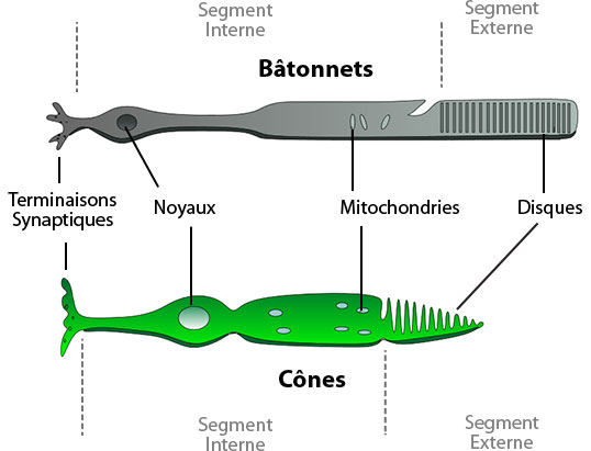 anatomie cônes, bâtonnets